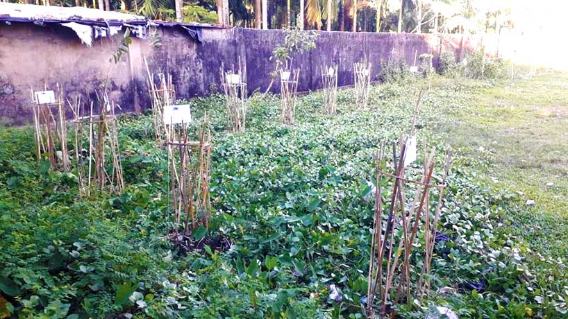 ACLAB Tree Plantation with APL Logistics