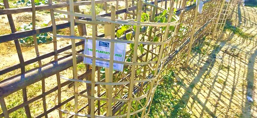 ACLAB Tree Plantation with APL Logistics