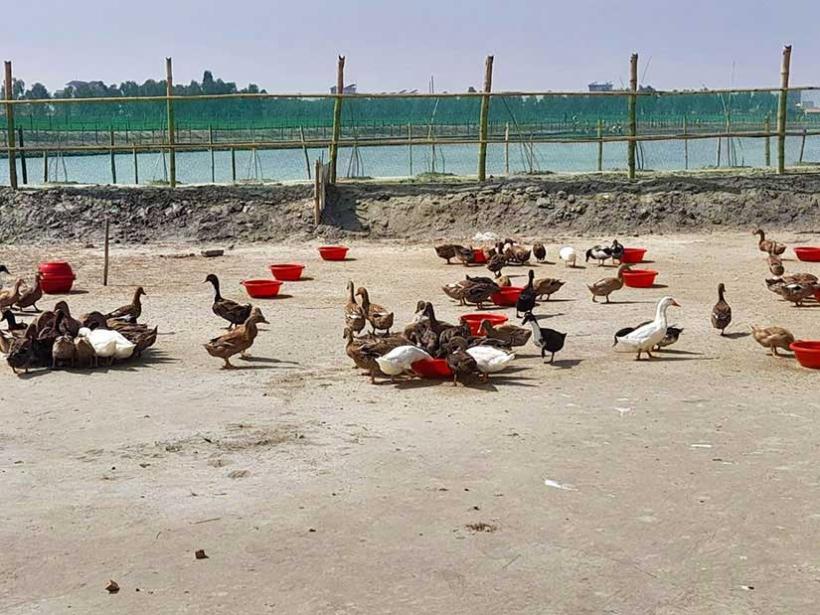 ACLAB’s fish culture & poultry farming.
