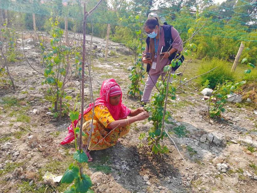 Agro Farming at Bhasan Char.