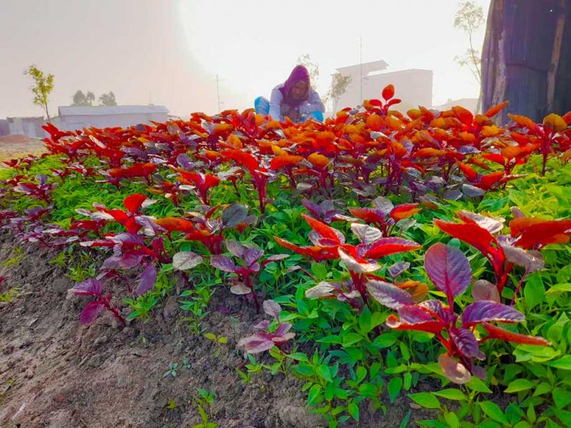 Agro Farming Program at Bhasan Char.