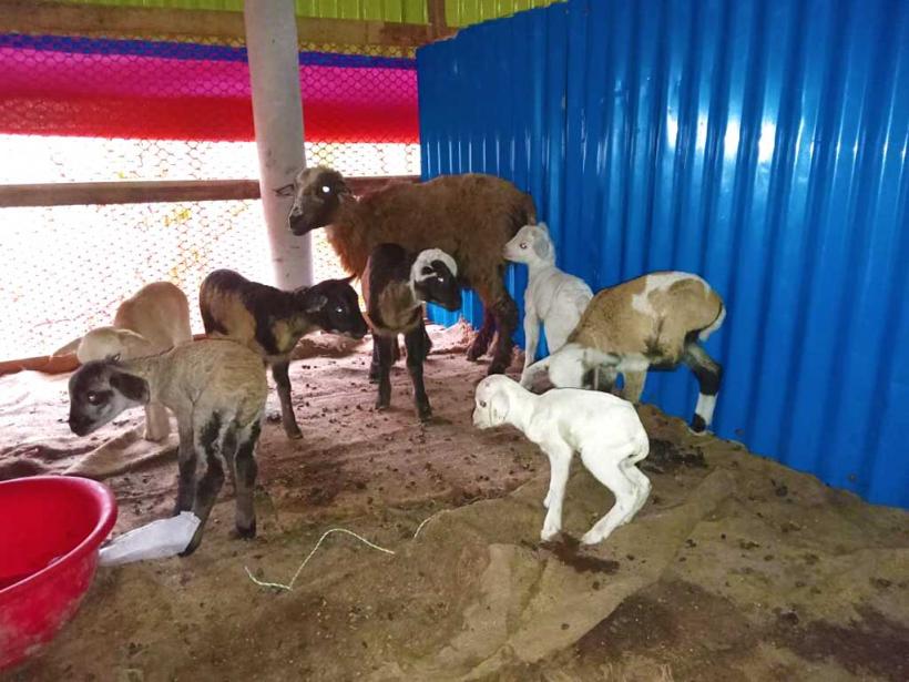 Livestock Program at Bhasan Char.