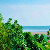 A Brochure about Living Shoreline