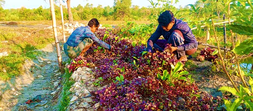 Agro Volunteers, Bhasan Char