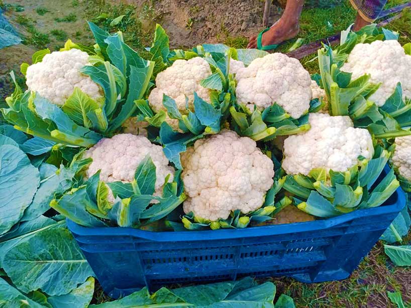 Cauli Flower, Bhasan Char