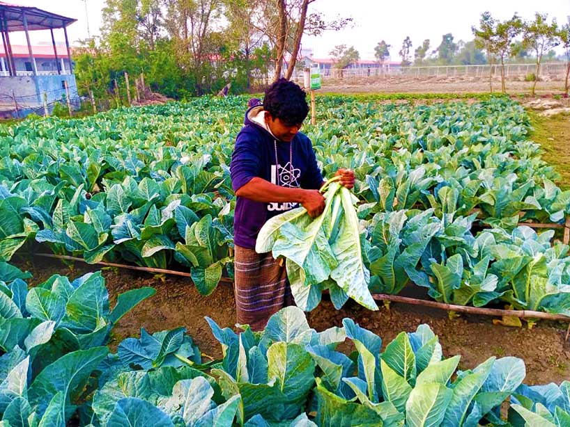 Cauli Flower, Bhasan Char