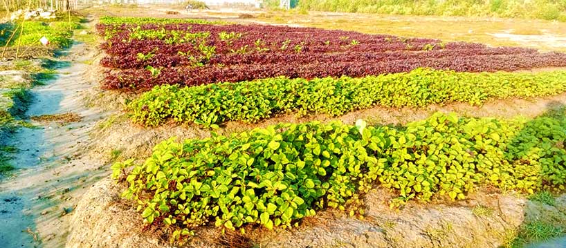 Red and Green Spinach, Bhasan Char