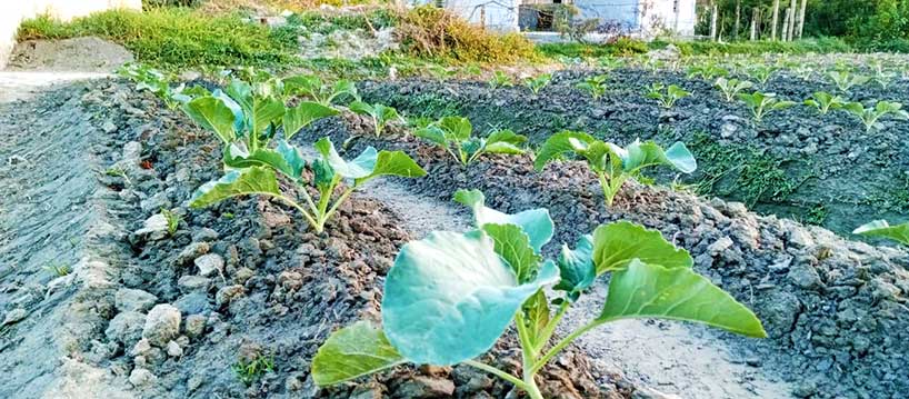 Vegetable Plantation, Bhasan Char