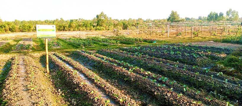 Vegetable Plantation, Bhasan Char