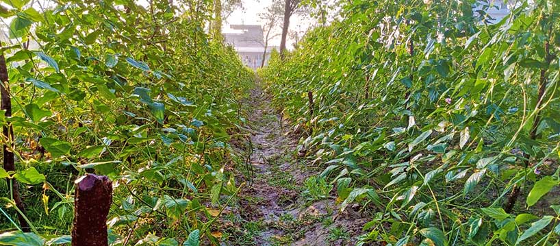 Yardlong Bean Garden, Bhasan Char