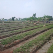 Agriculture and Livestock Activities under the Livelihood Program in Bhasanchar, FDMN Camp