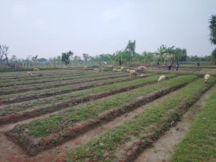 Agriculture and Livestock Activities under the Livelihood Program in Bhasanchar, FDMN Camp